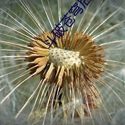 鬥破蒼穹後傳