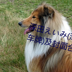 深田えいみ(深田咏美)经典作品(附车牌)及封面合集 （林下风韵）