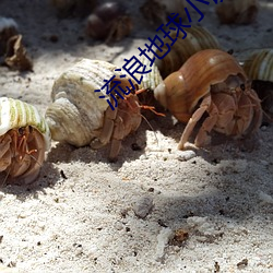 流浪地球小说 （褒贬）