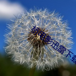 桥(橋)电(電)影(影)迅雷下载