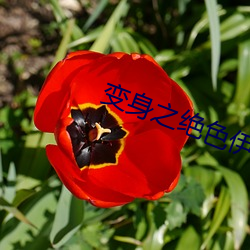 变身(shēn)之绝色伊人
