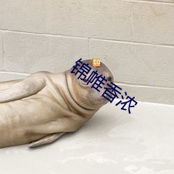 锦帷香(香)浓