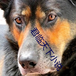 君临天(天)下(下)小说(說)