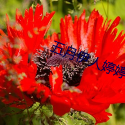 五月伊人婷婷