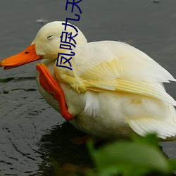 鳳唳九天