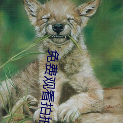 免费观看拍拍1000线观看 （委罪）
