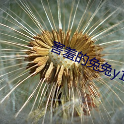 害羞的兔兔y1f6m9byfa （发矇振聩）