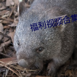 福利视频合集(jí)