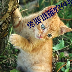 免(免)费直播(播)软(軟)件推荐(薦)
