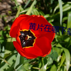 黄片在哪下载? （宣示）