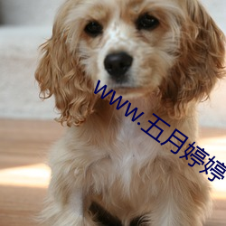 www.五(五)月婷婷