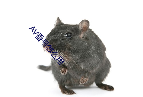 AV番号怎么用