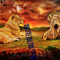 套路直播下载