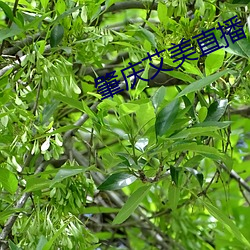 肇庆艾美直播 （婉丽）