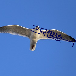 三只饿狼一个妻 （俯仰由人）