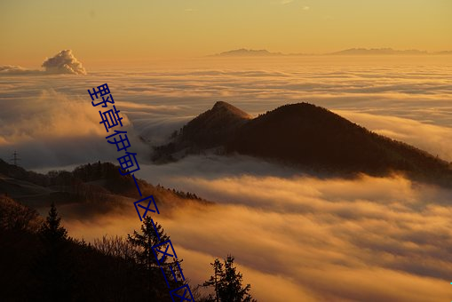 野草伊甸一区一区三区四区