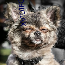 XVIDIEOSapp下载 （身名俱灭）