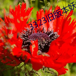3323旧版本(本)妖妖(妖)