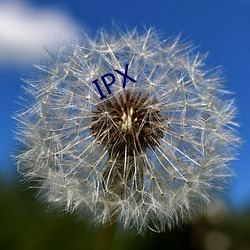 IPX