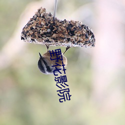 野花影院