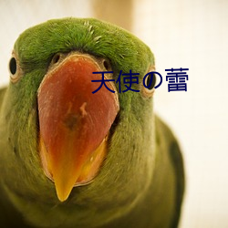 天使の蕾 （进退狼狈）