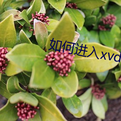 如何進入xvdevios官網