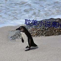 耽美小说高h （收离纠散
