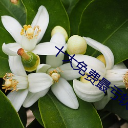 十大免费最亏软件全部