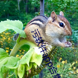 污软件app合集 （伊于胡底