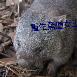 重生黑道女王