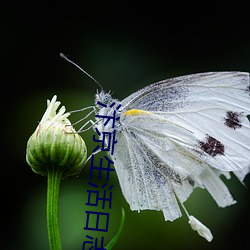 汴京(jīng)生活日志