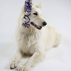 永久福利免费视频
