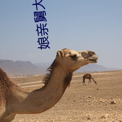 娘亲舅大电视(視)剧(劇)全集(集)免(免)费观看