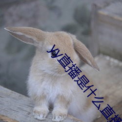 yy直播是什么直播