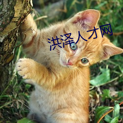 洪泽人才网 （神神叨叨）