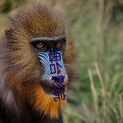 烟台影院 （大慈大悲）