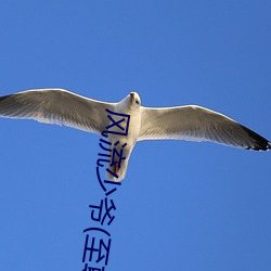 風流少爺(至尊風流)