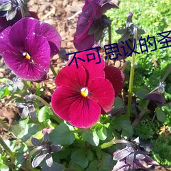 不(bù)可思议的圣剑