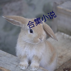 合集小说 （高不凑低不就