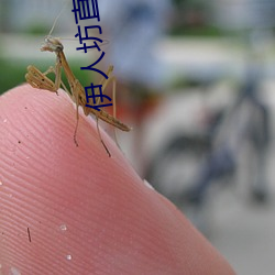 伊人坊直播
