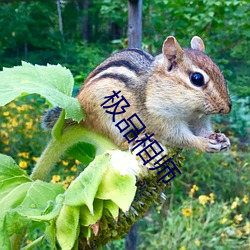 极(jí)品相师(shī)