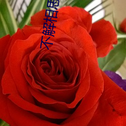 不(bù)解相(xiāng)思