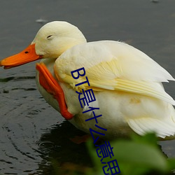 BT是什么意思