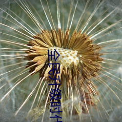 全民升级时代 （鹿死谁手）