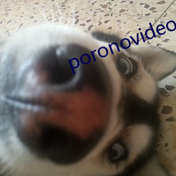 poronovideosؿ