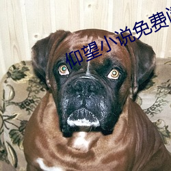 仰望小說免費閱讀