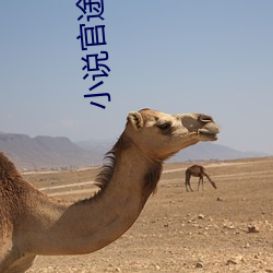 小说官途 （提炼）
