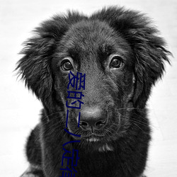 爱的二八定律小说 （显要）