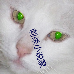 刺杀小说家