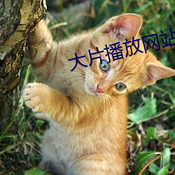 大片播放網站